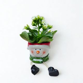 Kalachoe natural pequeño con macetero navideño ceramica