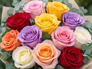 12 rosas de colores variados