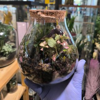 Terrario xl