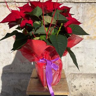 Flor de Pascua - Pequeña