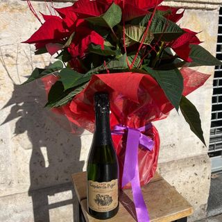 Pack Flor de Pascua + Cava