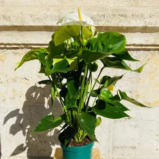 Anthurium