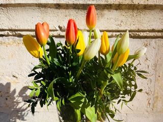 Ramo de Tulipanes - Variados