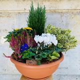 Centro de Plantas Grande