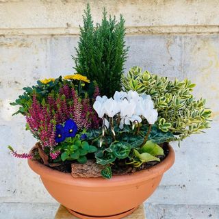 Centro de Plantas Grande