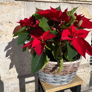 Cestas de Poinsettias