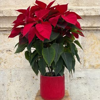 FLOR DE PASCUA CON MACETA