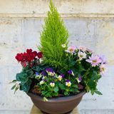 Centro de Plantas Pequeño