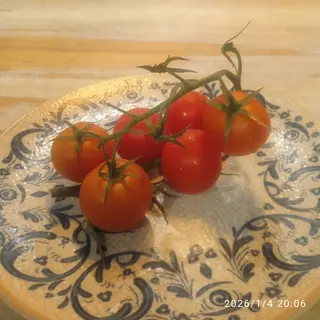 Cherry