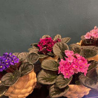 Violeta Africana