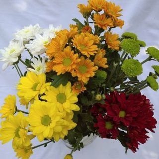 Ramo de Margaritas de Color