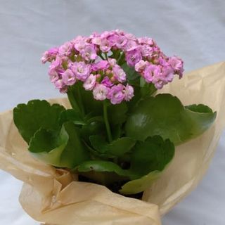 Kalanchoe