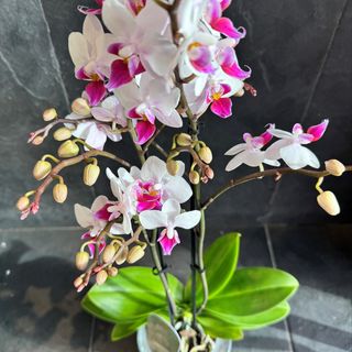 Orquídea