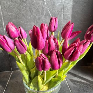 Tulipanes