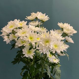 Ramo de Margaritas Blancas