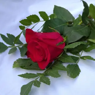 Rosa roja