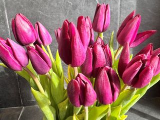 Tulipanes