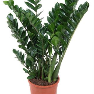 Zamioculca