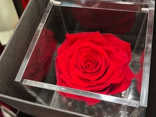 Rosa roja Flower cube mediana