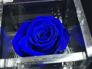 Rosa azul Flower cube pequeña