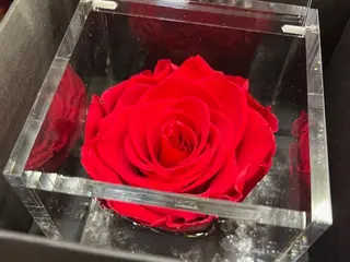 Rosa roja Flower cube grande