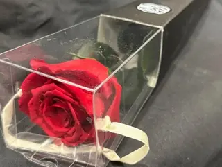 Rosa roja preservada en caja de plástico
