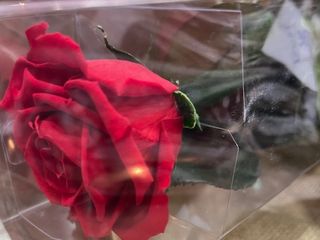 Rosa roja preservada en caja de plástico