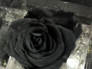 Rosa negra Flower cube pequeña