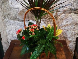 Cesta Plantas De Temporada (4 O 5)