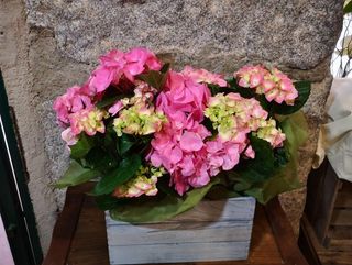 Hortensias en caja madera
