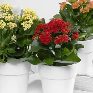 Planta Kalanchoe