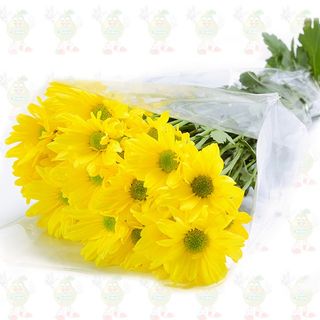 Paquete de margarita color amarillo