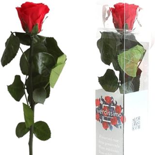 Rosa preservada de tallo largo