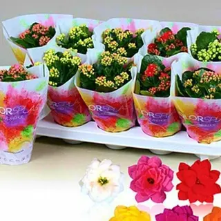 KALANCHOE