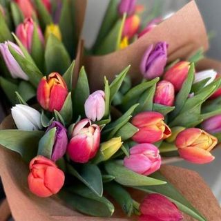 Paquete de 8 tulipanes