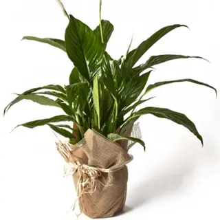Planta de Spatifilium