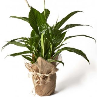 Planta de Spatifilium