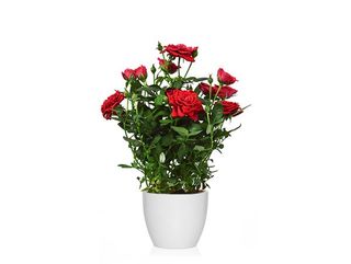 ROSAL MINI RED