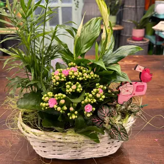Cesta de plantas