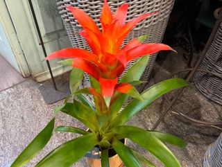 Planta Bromelia