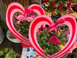 Planta de rosal pitimini base corazón