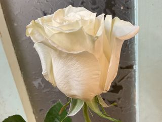 Rosa blanca