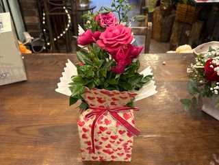 Rosal Pitimini. Caja corazones