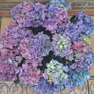 Hortensia