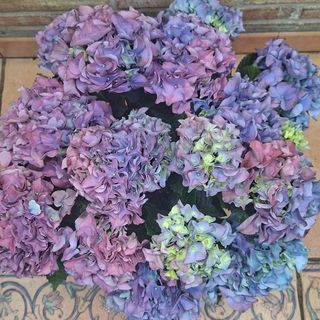 Hortensia