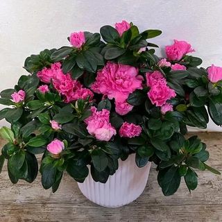AZALEA