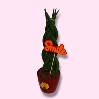 Sansevieria Trenzada "Smile"
