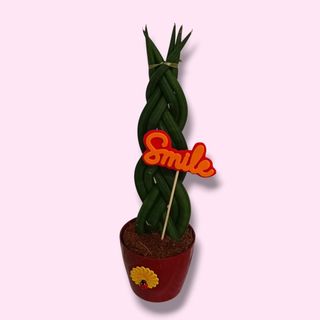 Sansevieria Trenzada "Smile"