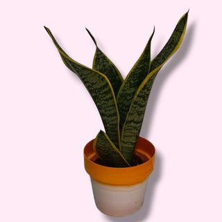Sansevieria