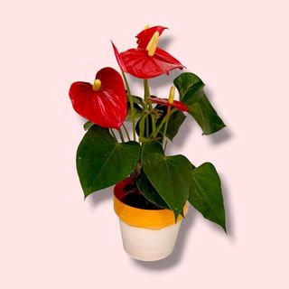 Anturio Rojo "Love"